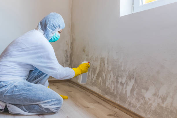 Licensed Black Mold Removal service in Garden City, MI - WQB Mold Removal