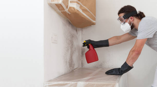 Professional Black Mold Removal technician working in Garden City, MI