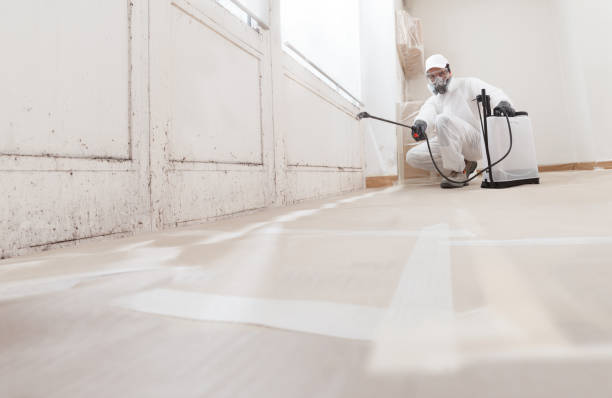 24/7 Emergency Black Mold Removal experts in Garden City, MI
