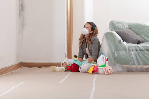 Trusted Black Mold Removal service in Garden City, MI - WQB Mold Removal