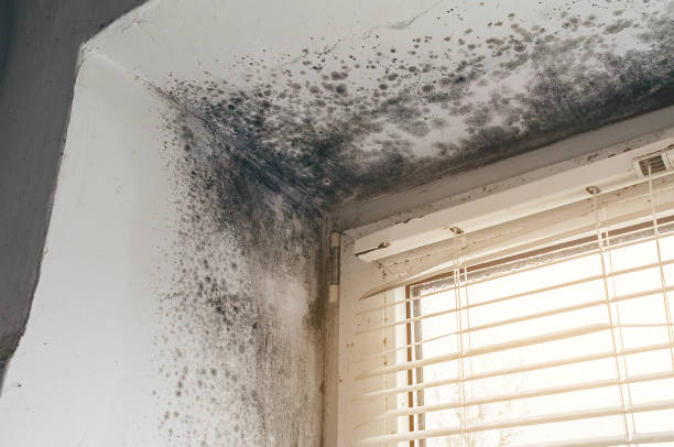 Affordable Black Mold Removal solutions in Garden City, MI